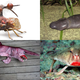 Image for article titled 12 More Real Animals We Can’t Believe Aren't Pokémon